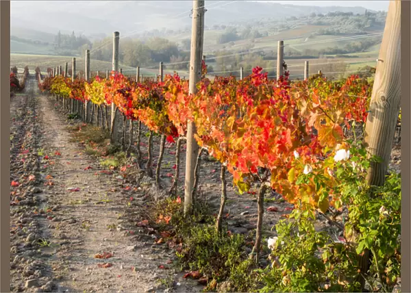 Europe, Italy, Tuscany. Autumn vineyards in bright colors