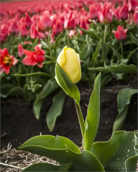 A mismatched yellow tulip growing in a row of red ones