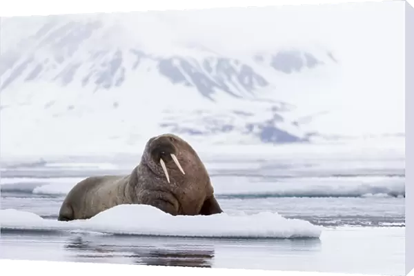 Arctic, Norway, Svalbard, Spitsbergen, pack ice, walrus (Odobenus rosmarus) Walrus