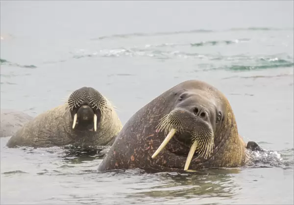 Arctic, Norway, Svalbard, Spitsbergen, walrus (Odobenus rosmarus) Walrus in water
