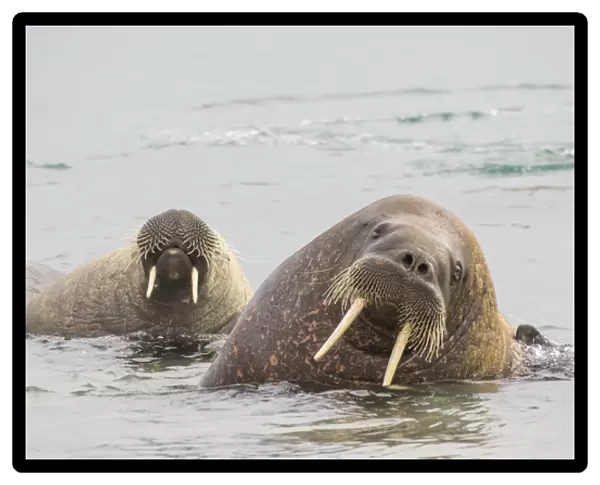 Arctic, Norway, Svalbard, Spitsbergen, walrus (Odobenus rosmarus) Walrus in water