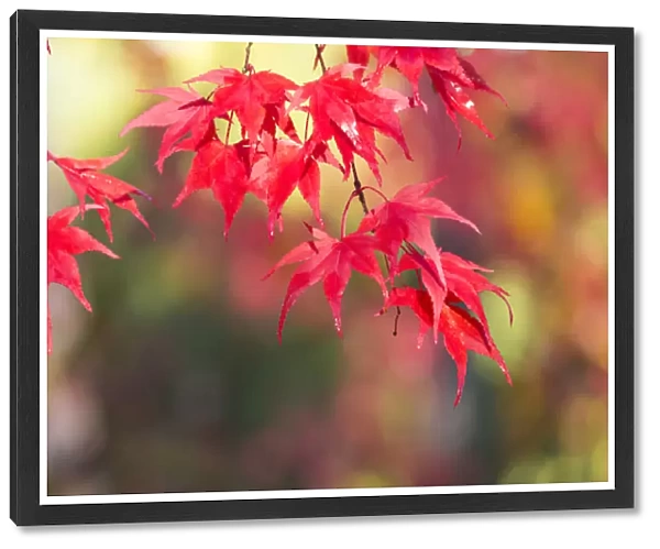 Japanese Maple Trees & Leaves Westonbirt Arboretum, Gloucestershire, England, UK