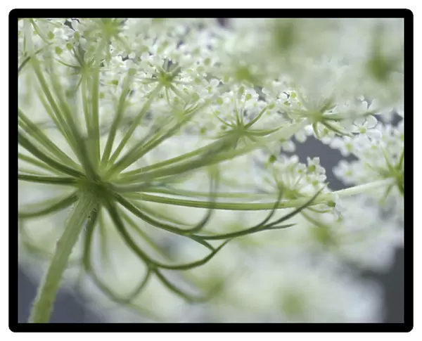 Queen Annes Lace Bloom