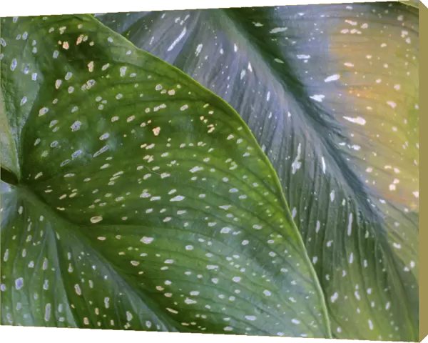 Calla spotted leaf abstract
