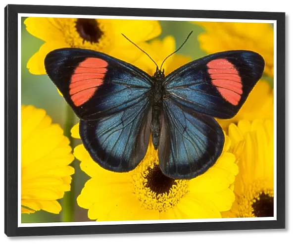 Painted Beauty Butterfly from the Amazon Region, Batesia hypochlora