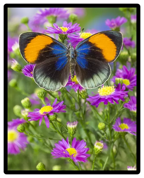 The star sapphire butterfly, callithea saphira