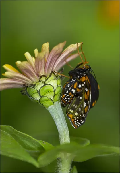 Baltimore Checkered Spot Butterfly hatching out and expanding its wings