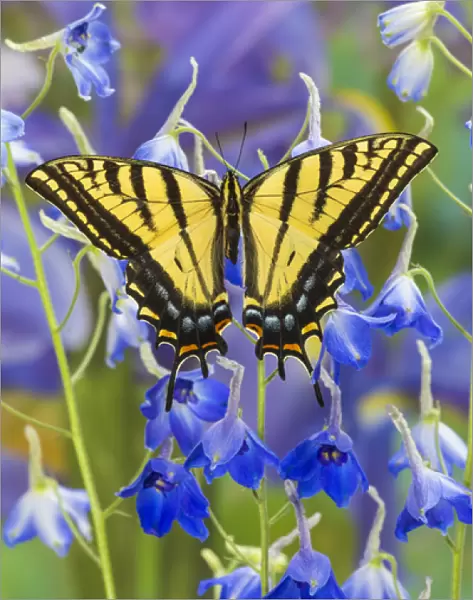 Two-tailed Swallowtail Butterfly, Papilio multicaudatus