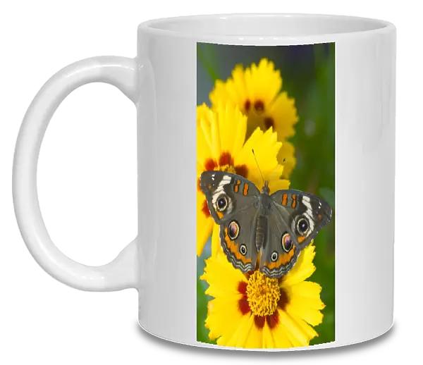 Buckeye Butterfly with eyespots, Junonia coenia