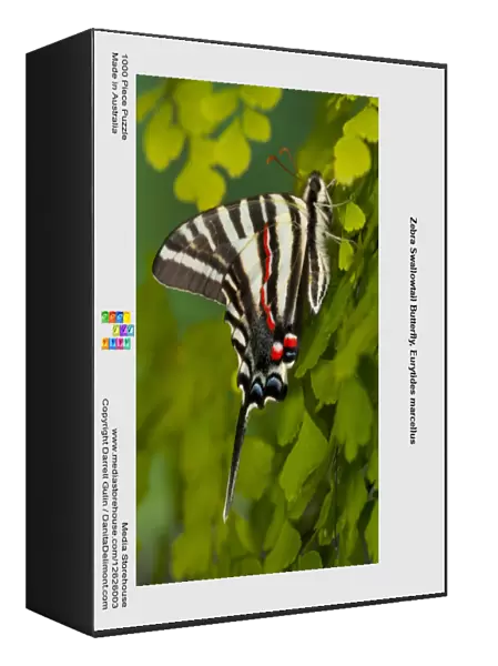 Zebra Swallowtail Butterfly, Eurytides marcellus