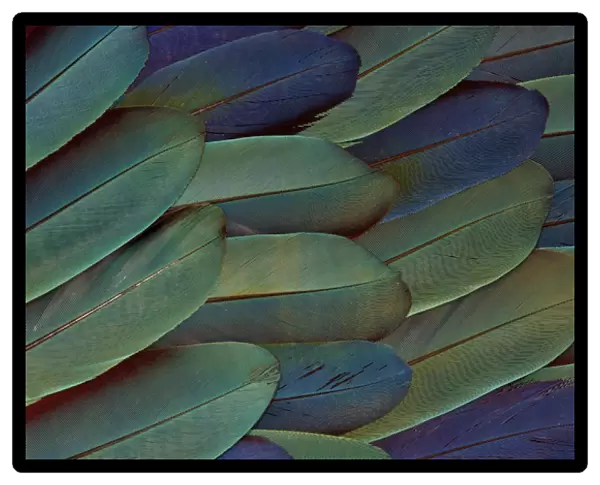 Scarlet and Blue Gold Macaw wing feathers