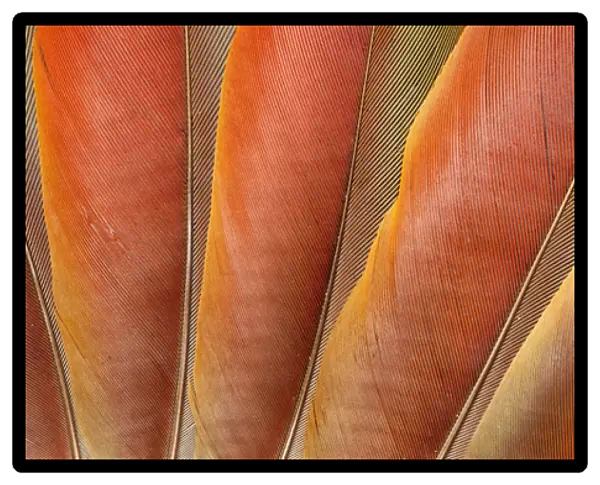 Underside wing coloration of the Scarlet Macaw
