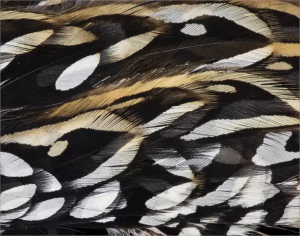 Koklass Pheasant feathers