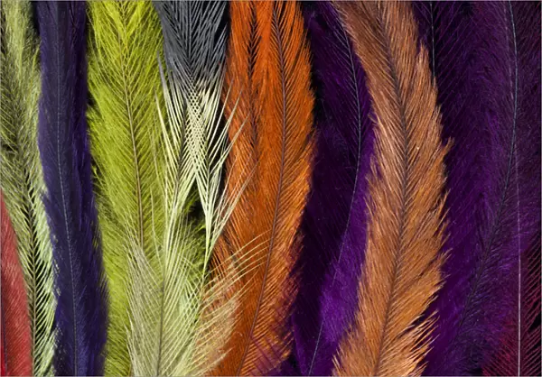 Colored Rhea Feathers