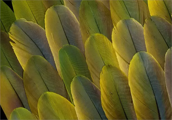 Buffons Macaw wing feather design