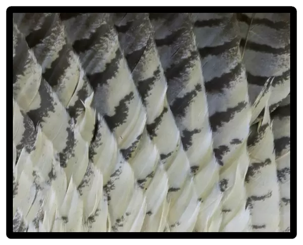 Great Horned Owl Tail feather pattern Fanned Out