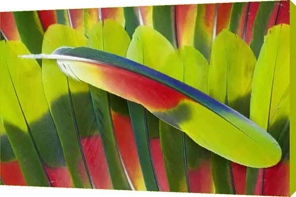 Amazon Parrot tail feathers