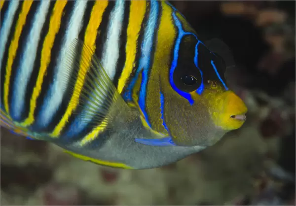 Regal Angelfish (Pygoplites diacanthus) Rainbow Reef Fiji. South Pacific