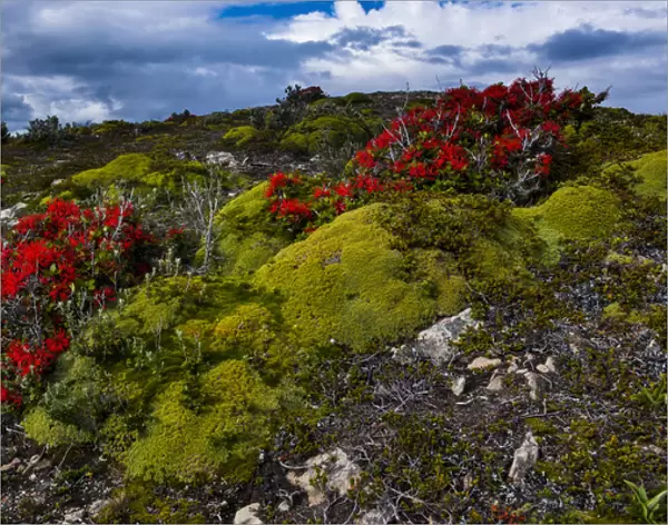 Colourful moss on an island in the Beagle channel, Ushuaia, Tierra del Fuego, Argentina