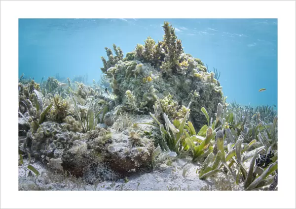 Spotted Scorpionfish (Scorpaena plumieri) hiding, Lighthouse Reef Atoll, Belize