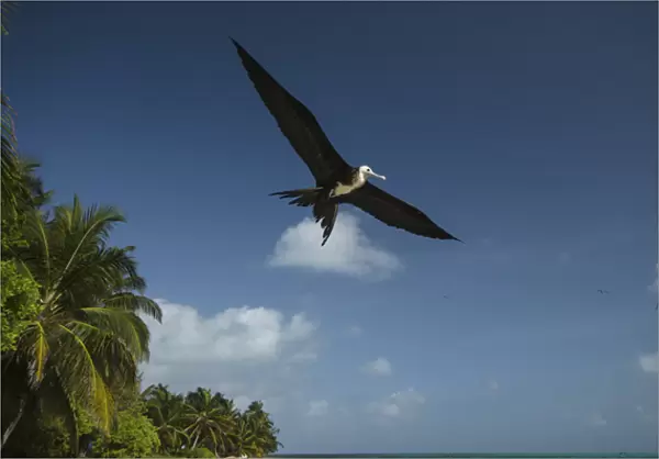 Magnificent Frigatebird (Fregata magnificens), Halfmoon Caye, Lighthouse Reef Atoll