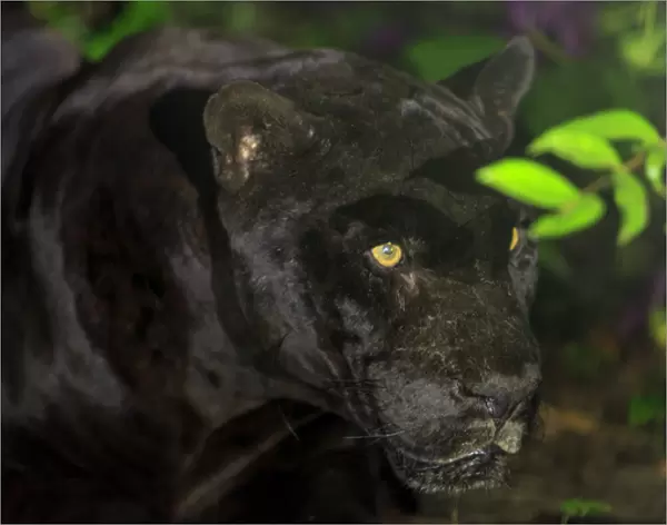 Black Jaguar (Panthera onca), Belize Zoo near Belize City, Belize, Central America