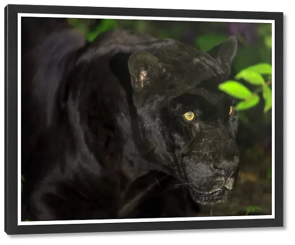 Black Jaguar (Panthera onca), Belize Zoo near Belize City, Belize, Central America
