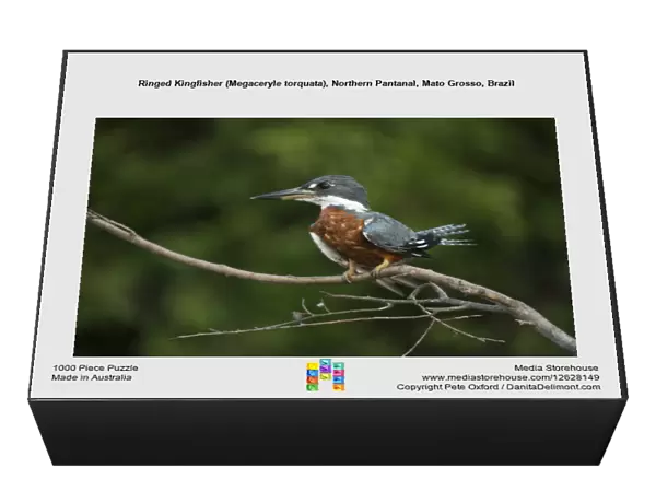 Ringed Kingfisher (Megaceryle torquata), Northern Pantanal, Mato Grosso, Brazil