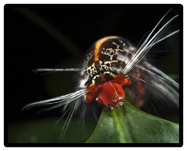Wild Silk Moth Caterpillar (Saturniidae), Yasuni National Park, Amazon Rainforest, ECUADOR