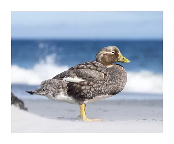 Falkland Flightless Steamer Duck (Tachyeres brachypterus) or Logger, an endemic duck