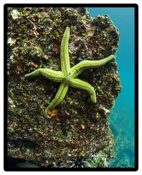 Tan Sea Star(Phataria unifascialis) GALAPAGOS ISLANDS, Ecuador, South America