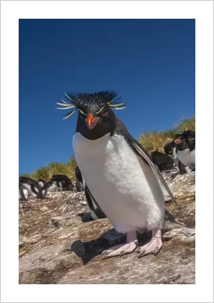 Falkland Islands, Bleaker Island. Rockhopper penguin close-up