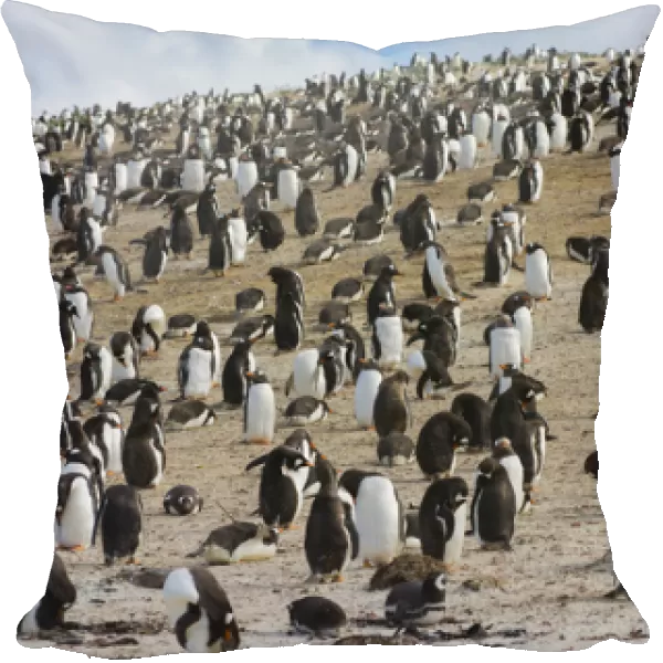 Falkland Islands. Saunders Island. Gentoo penguin (Pygoscelis papua) colony
