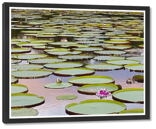 Victoria amazonica lily pads and flowers on Rupununi River, southern Guyana