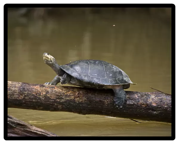 Yellow-spotted River Turtle (Podocnemis unifilis), Yasuni National Park, Amazon Rainforest, ECUADOR