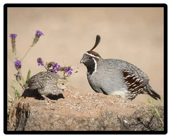 USA, Arizona, Amado. Male Gambels quail with chick
