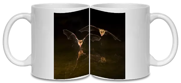 North America, Arizona, pallid bat, (Antrozous pallidus) Bats drinking