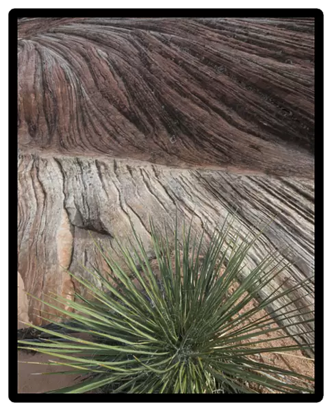 North America, USA, Arizona. Sandstone layers with yucca (Yucca valida) at Vermillion