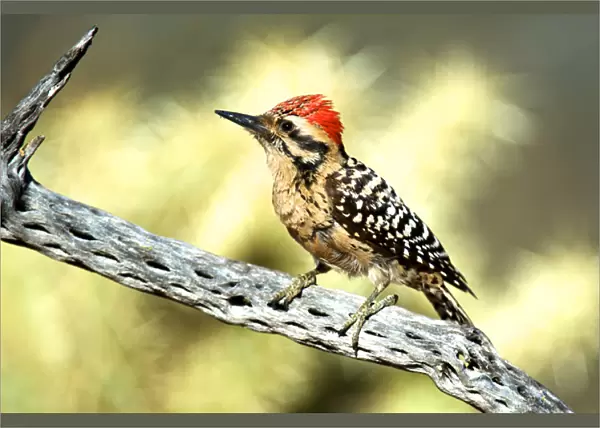 A ladder-backed woodpecker perched on a Cholla cactus Ladder-backed woodpecker