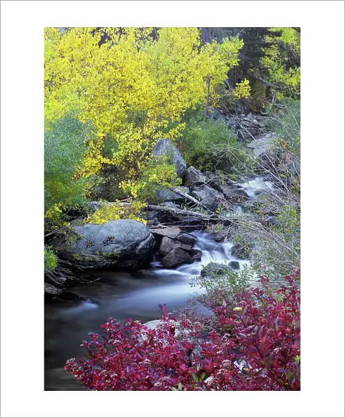 USA, California, Eastern Sierra, Bishop Creek during autumn