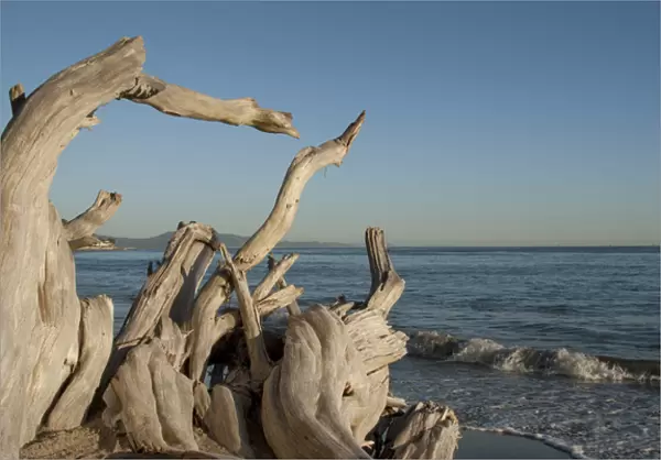USA: California: Santa Barbara, Montecito, Butterfly Beach, driftwood