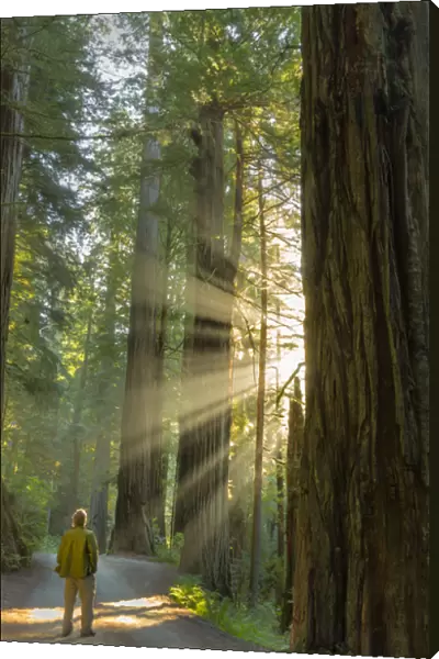 Self portrait in god rays among giant redwood trees in Jebediah, Smith State Park