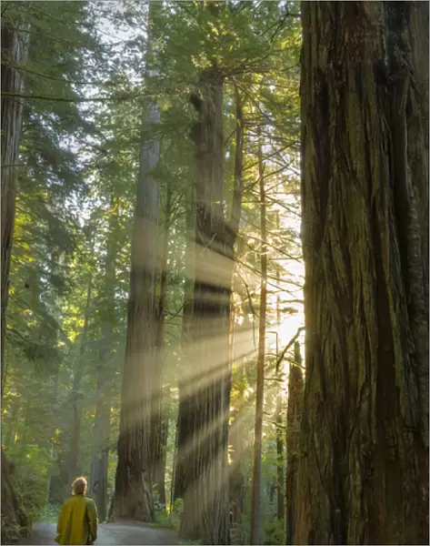 Self portrait in god rays among giant redwood trees in Jebediah, Smith State Park