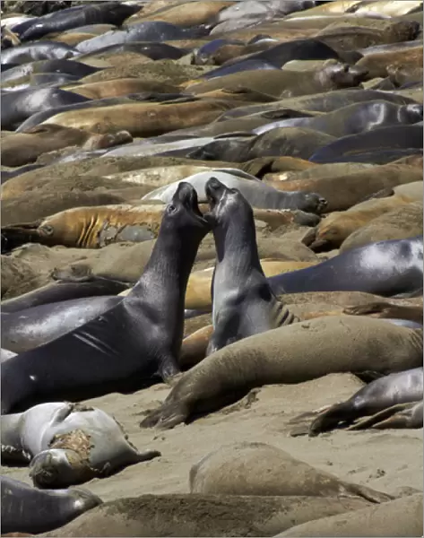 Northern Elephant Seals fighting, ( Mirounga angustirostris), Piedras Blancas elephant seal rookery