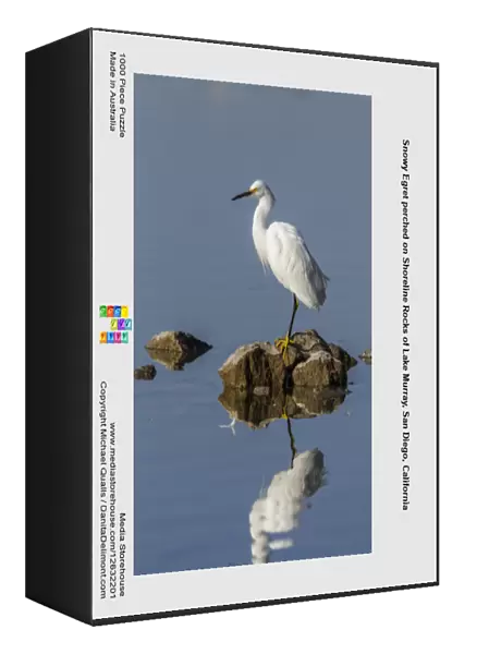 Snowy Egret perched on Shoreline Rocks of Lake Murray, San Diego, California