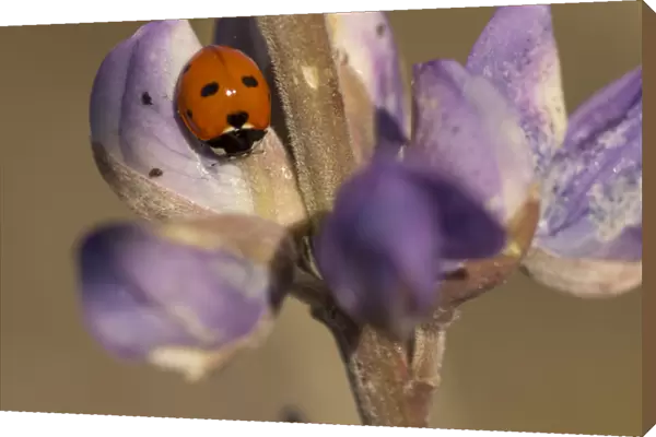 Ladybird beetle on lupine flowers, Santa Monica Mountains National Recreation Area