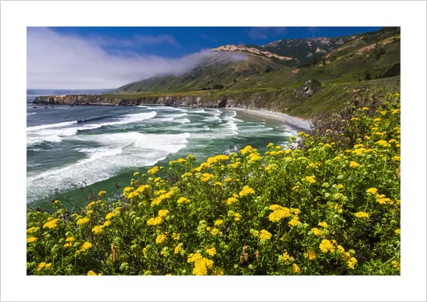 Wildflowers above Sand Dollar Beach, Los Padres National Forest, Big Sur, California