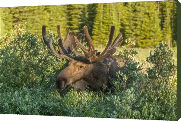 USA, Colorado, Brainard Lake Recreation Area. Bull moose with velvet antlers. Credit as