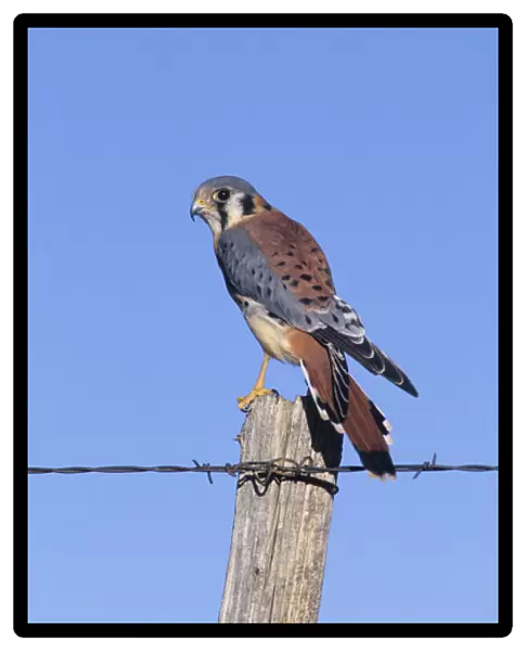 American kestrel (Falco sparverius) male on fence post, Colorado