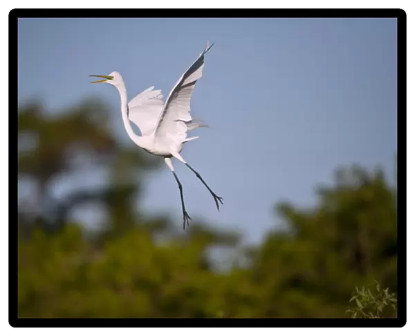 North America, USA, Florida, Venice, Audubon Sanctuary, Common Egret Flying and calling